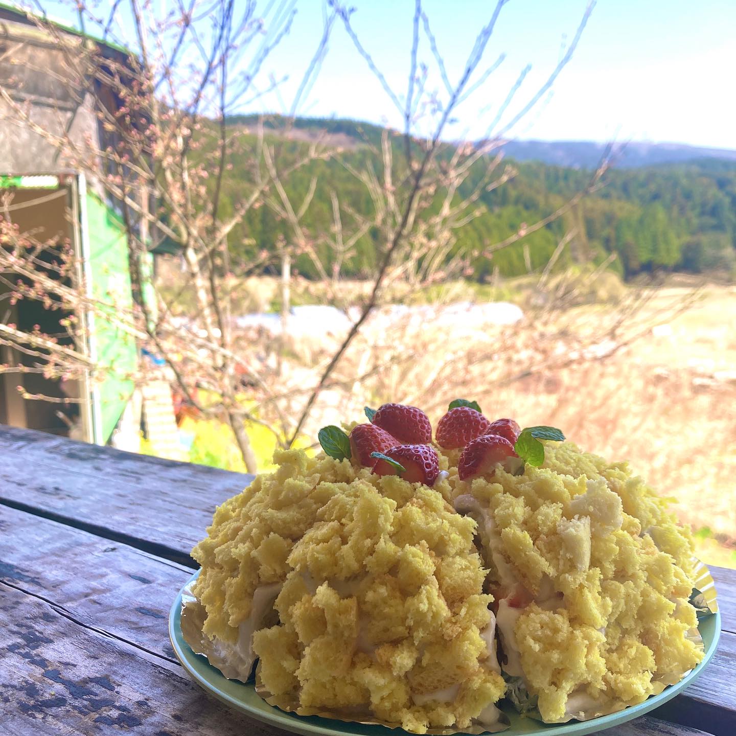 ミモザケーキ