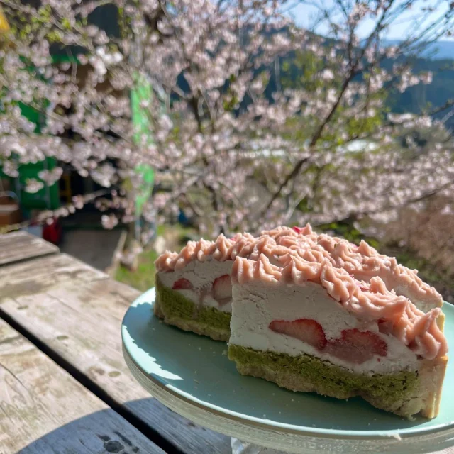 ・
本日のがり日和☆
・
昨日の雨でだいぶ桜も散っちゃったかと思いますが、のがりの桜はちょうど見頃♪
・
ゆっくりお茶しながらお花見を楽しめますよ♪
・
ご好評いただいている桜と抹茶のタルトは今週で終了かな？と思っていますが、山桜はまだまだこれから咲くので、来週くらいまではお出しするかもしれません^_^
・
その他今週は無農薬いちごのショートケーキ、無農薬いちごのタルト、生チョコバナナタルト、のがりちゃんケーキ、スコーン、クッキーなどなど、ご用意しております♪
・
ポカポカ陽気の週末♪
・
自然溢れる脊振のお山にのんびりしにいらして下さいね♪
・
#のがり　#佐賀　#脊振
#米粉　#米粉おやつ　#小麦卵乳製品不使用
#アレルギー対応　#グルテンフリー　#オーガニック
#佐賀カフェ　#神埼カフェ
#桜が見えるカフェ　#1本桜